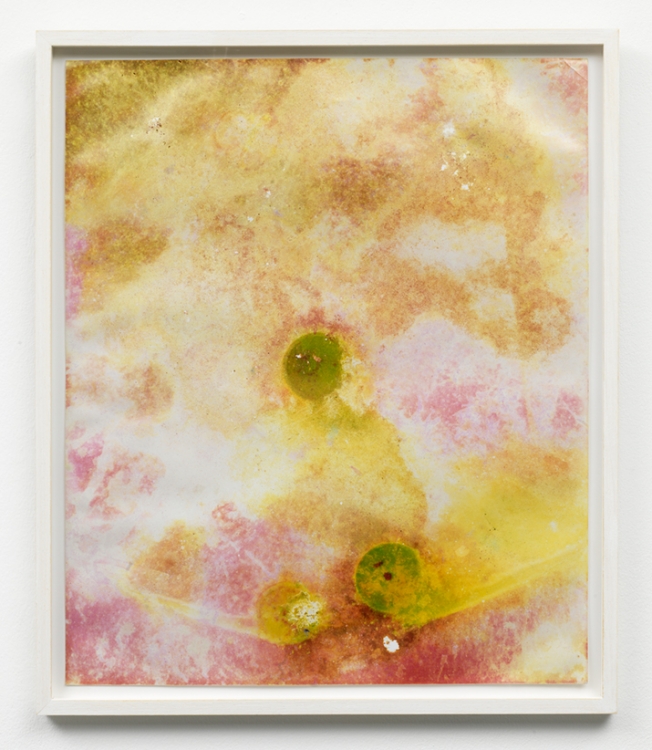 Untitled Garden Print, 2014. Unique C-print, 61 x 51 cm. Photo: Gert Jan van Rooij.  Untitled Garden Print, 2014. Unique C-print, 61 x 51 cm. Photo: Gert Jan van Rooij.