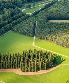 new future for 'The Green Cathedral'  by Marinus Boezem