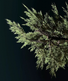 Forest (2021) a 10-channel video installation by Jan Robert Leegte can be seen at the Rijksmuseum Twenthe. 