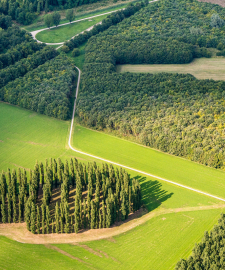 Marinus Boezem's Green Cathedral has been titled the most favourite piece of land art in the Middle Netherlands