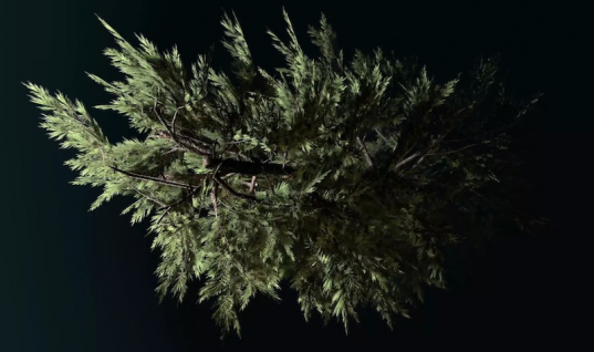 Forest (2021) a 10-channel video installation by Jan Robert Leegte can be seen at the Rijksmuseum Twenthe. 